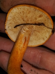 Tricholoma aurantium