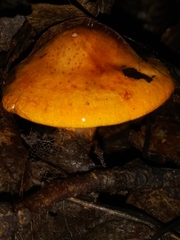 Tricholoma aurantium