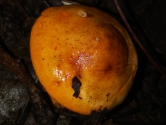 Tricholoma aurantium