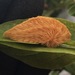 Southern Flannel Moth - Photo (c) Kai Joaquin, some rights reserved (CC BY-NC), uploaded by Kai Joaquin