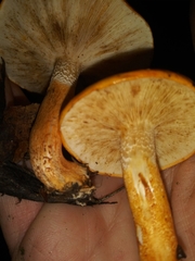 Tricholoma aurantium
