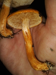 Tricholoma aurantium