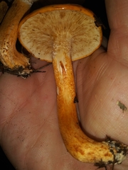 Tricholoma aurantium