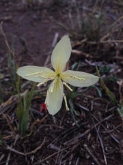 Oenothera flava