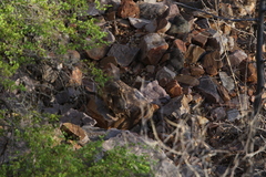 Petrogale brachyotis