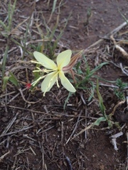 Oenothera flava