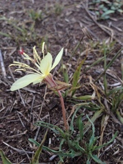Oenothera flava