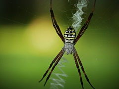Argiope picta
