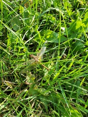 Sympetrum costiferum