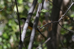 Pachycephala melanura