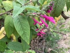 Salvia tortuosa