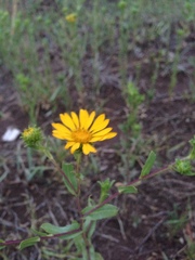 Grindelia arizonica