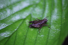 Formosatettix larvatus