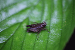 Formosatettix larvatus