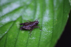 Formosatettix larvatus