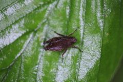 Formosatettix larvatus