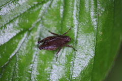 Formosatettix larvatus