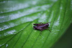 Formosatettix larvatus