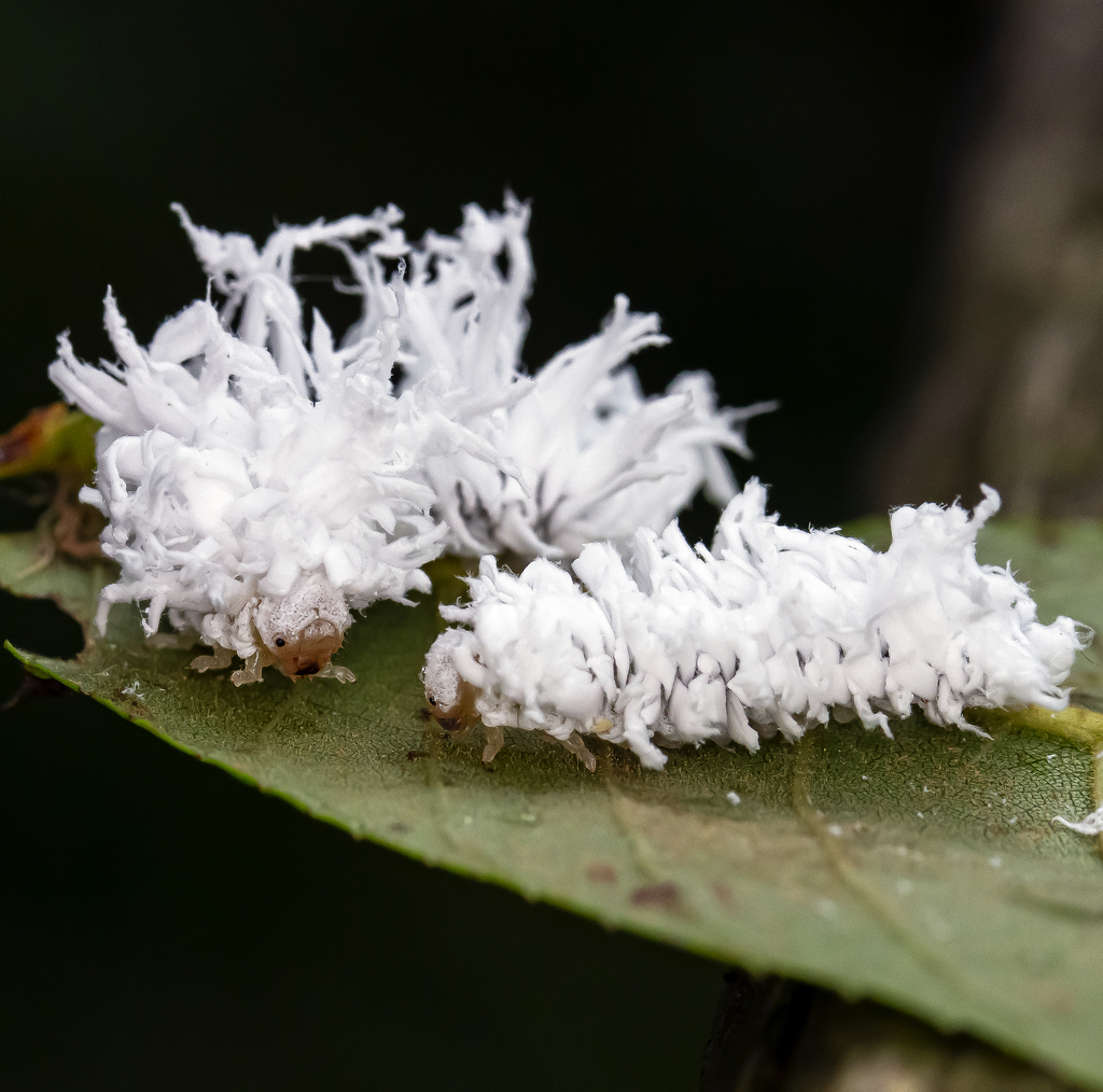 Butternut Woollyworm Sawfly