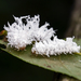 Butternut Woollyworm Sawfly - Photo (c) wanderingmogwai, some rights reserved (CC BY-NC), uploaded by wanderingmogwai