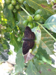 Anastrus sempiternus sempiternus