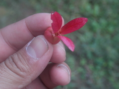 Triplaris americana