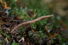 Clavulina castaneipes