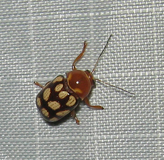 Cryptocephalus guttulatus