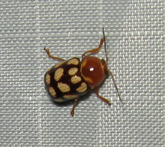 Cryptocephalus guttulatus