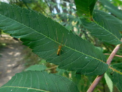 Tetragnatha straminea