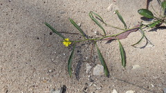 Goodenia glabra