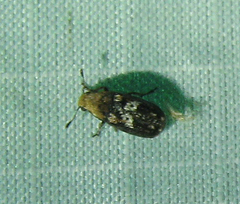 Euparius paganus