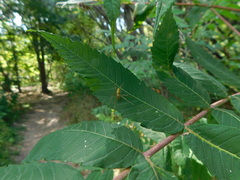 Tetragnatha straminea