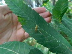 Tetragnatha straminea