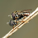 Grass Skimmer Flies - Photo (c) Katja Schulz, some rights reserved (CC BY), uploaded by Katja Schulz
