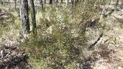 Dodonaea heteromorpha