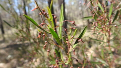 Dodonaea heteromorpha