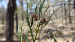 Dodonaea heteromorpha