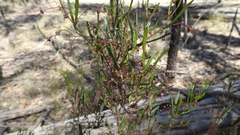 Dodonaea heteromorpha