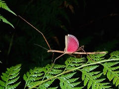 Graeffea crouanii