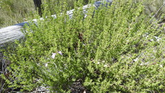 Prostanthera cryptandroides euphrasioides