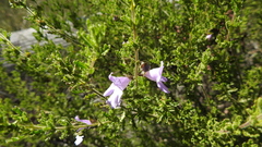 Prostanthera cryptandroides euphrasioides