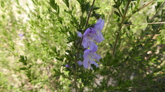 Prostanthera cryptandroides euphrasioides