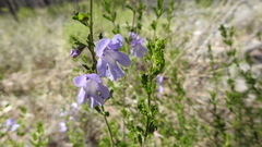 Prostanthera cryptandroides euphrasioides