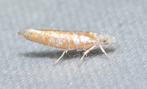Brindled Zelleria