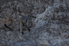 Petrogale brachyotis