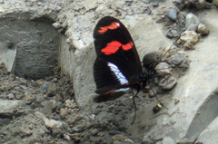 Heliconius telesiphe