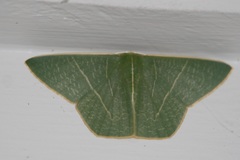 Thalassodes chloropis