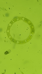 Eucampia