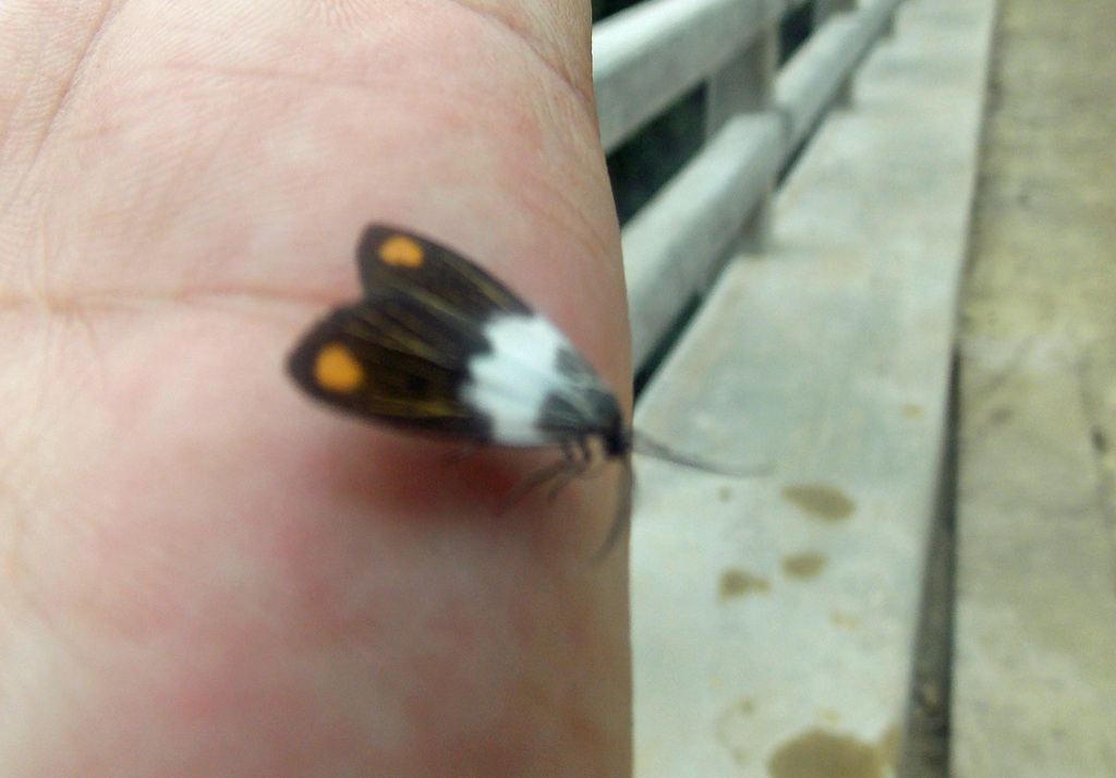 Nebulosa thanatos